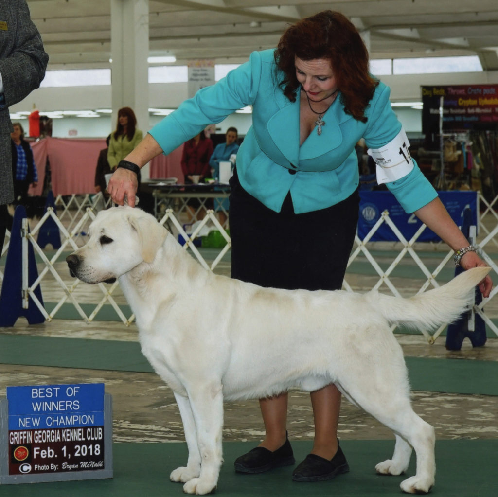 champion labrador