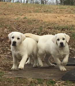 White Lab Puppies