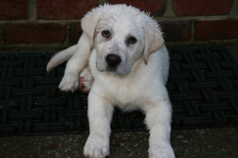 Shelby's White Labrador Breeders A White Lab Breeder Puppies For Sale