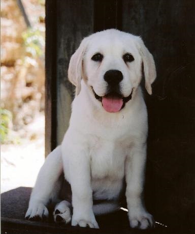 english cream labrador