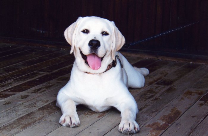 polar bear lab puppy