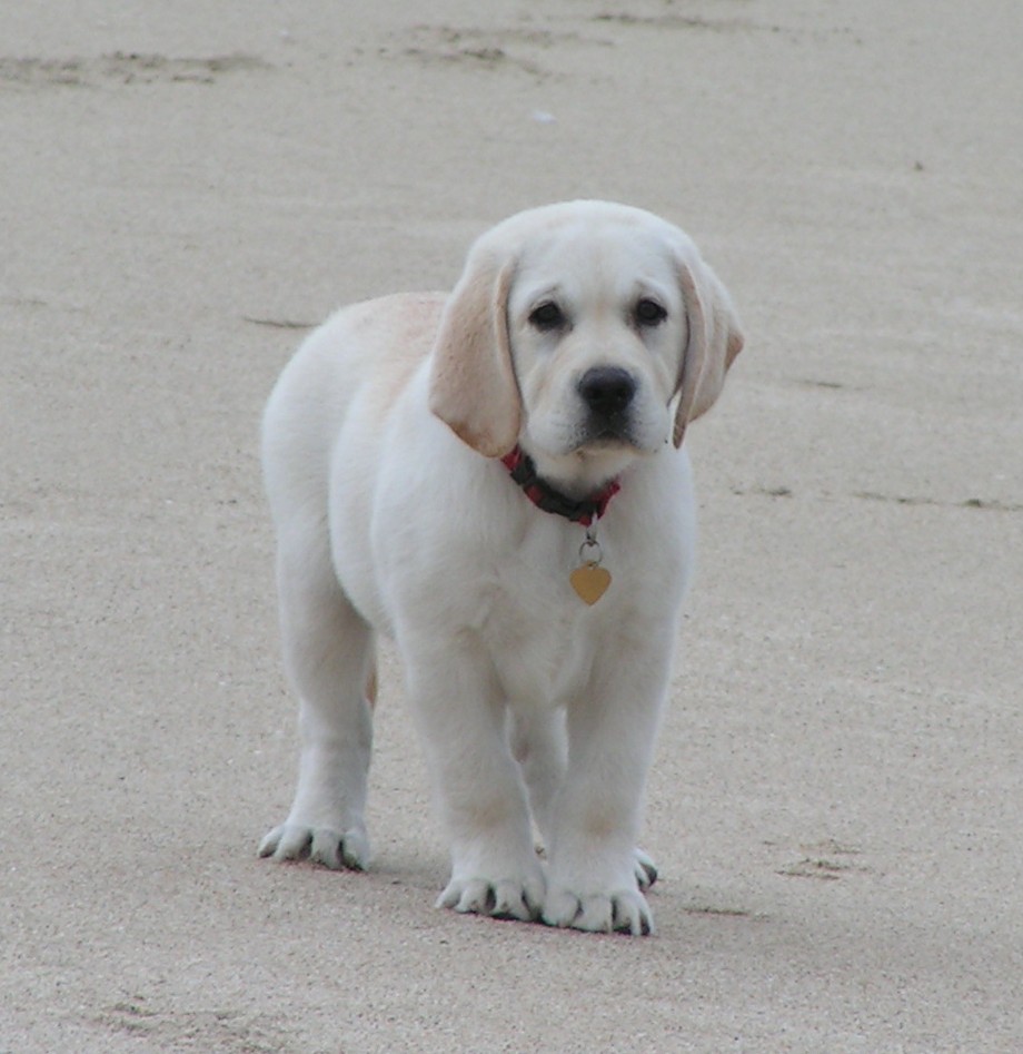 local labrador retriever breeders