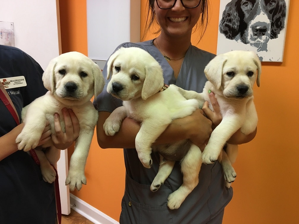 Shelby S White Labrador Breeders A White Lab Breeder Puppies For Sale